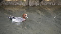 緋鳥鴨（ヒドリガモ）