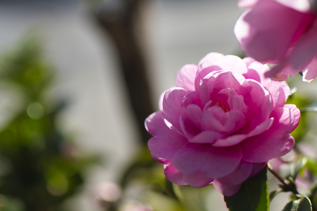 椿ではなく山茶花でした･･････