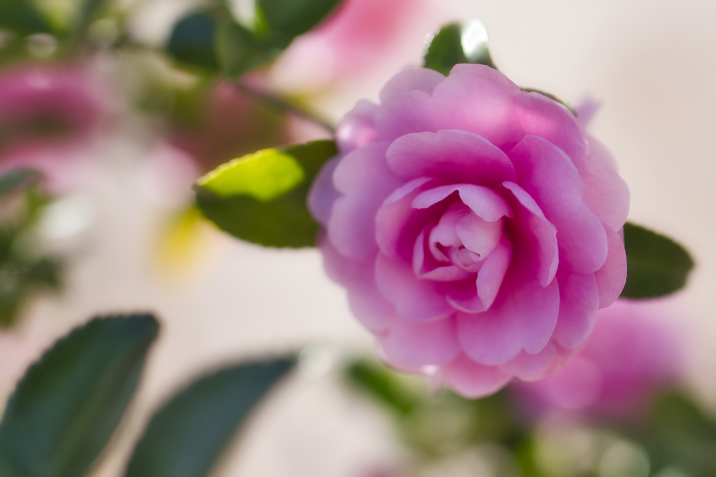椿ではなく山茶花でした･･････