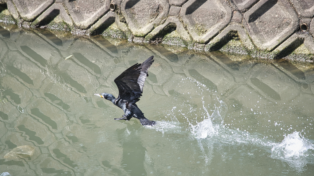 水走