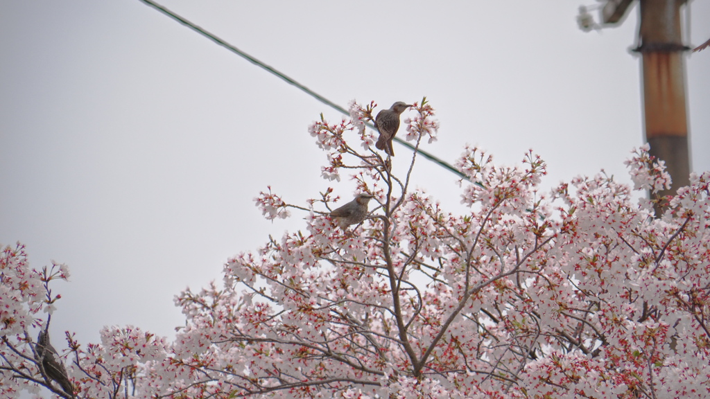 桜にヒヨドリ