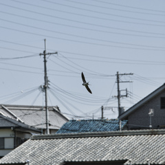 ツバメ