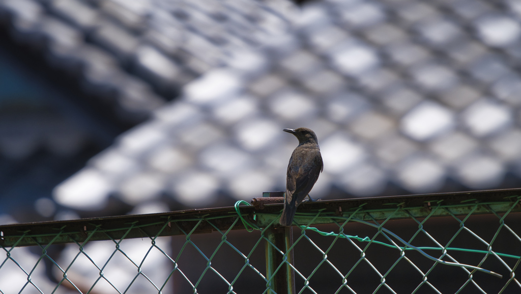 町中の鳥