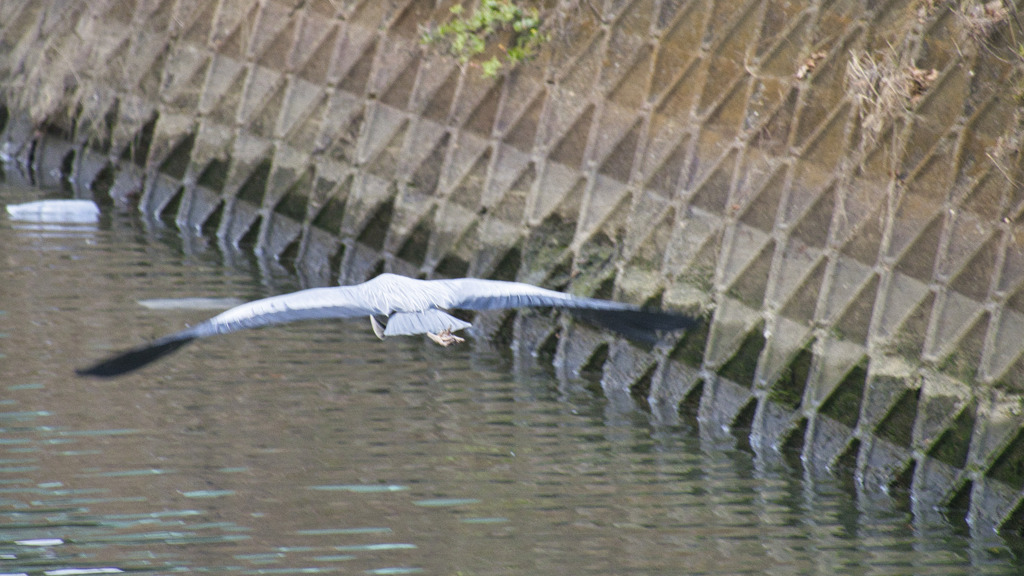 アオサギ