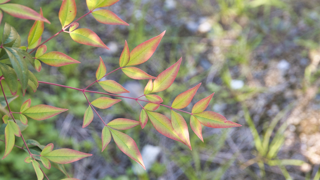 小さい紅葉