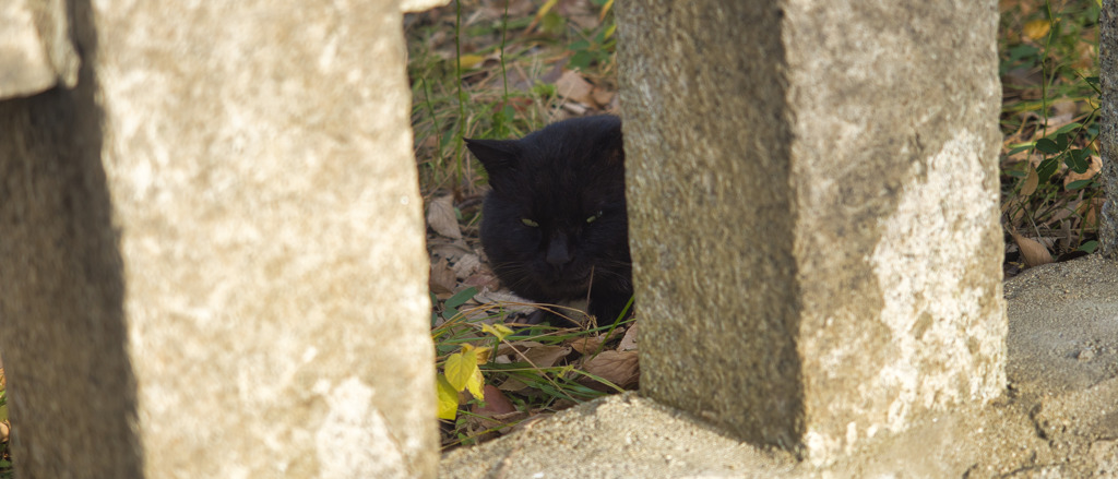 猫 (1)