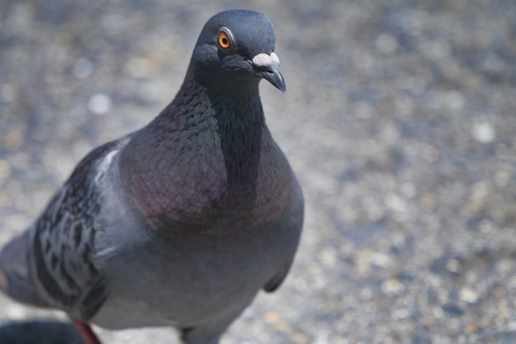 町中の鳥