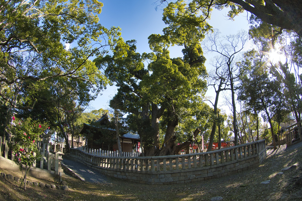 信太森葛葉稲荷神社