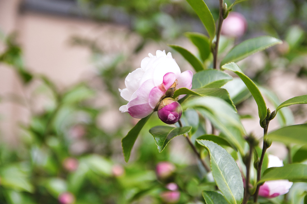 山茶花･･････かな？