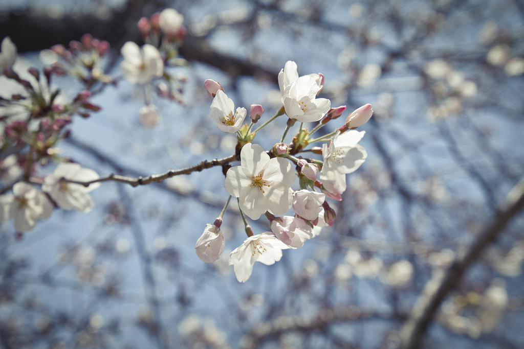 桜