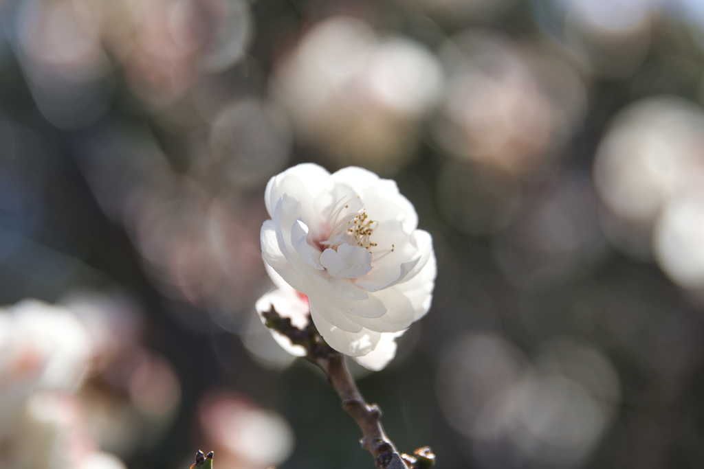 梅