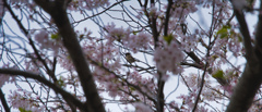 桜の中の鳥