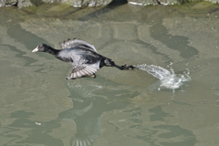 オオバン　水走り