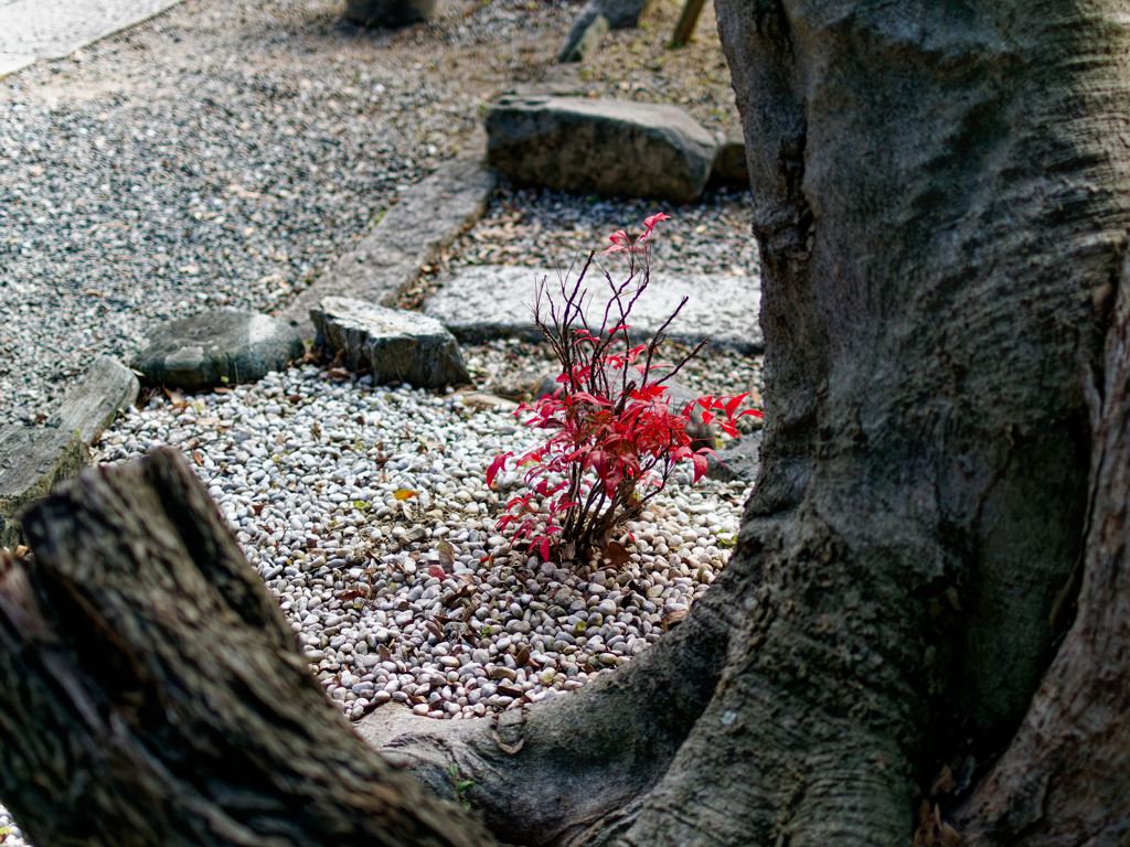 紅く