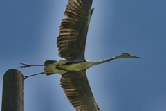 怪鳥～