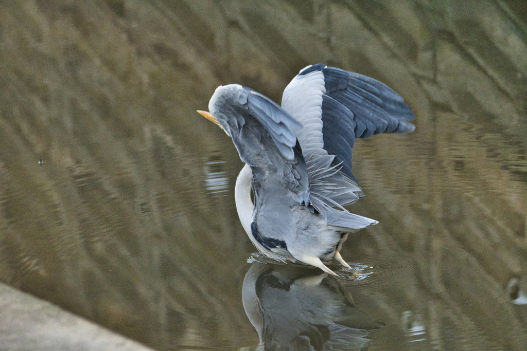 アオサギ　羽ばたく