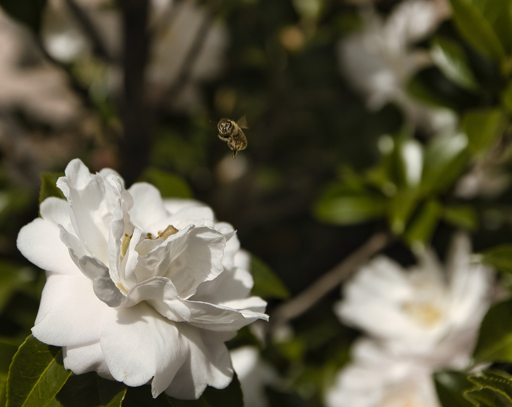 山茶花とミツバチ