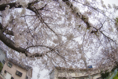 桜～満開～