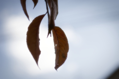 枯れゆく桜葉･･････