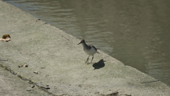 今日の鳥さん