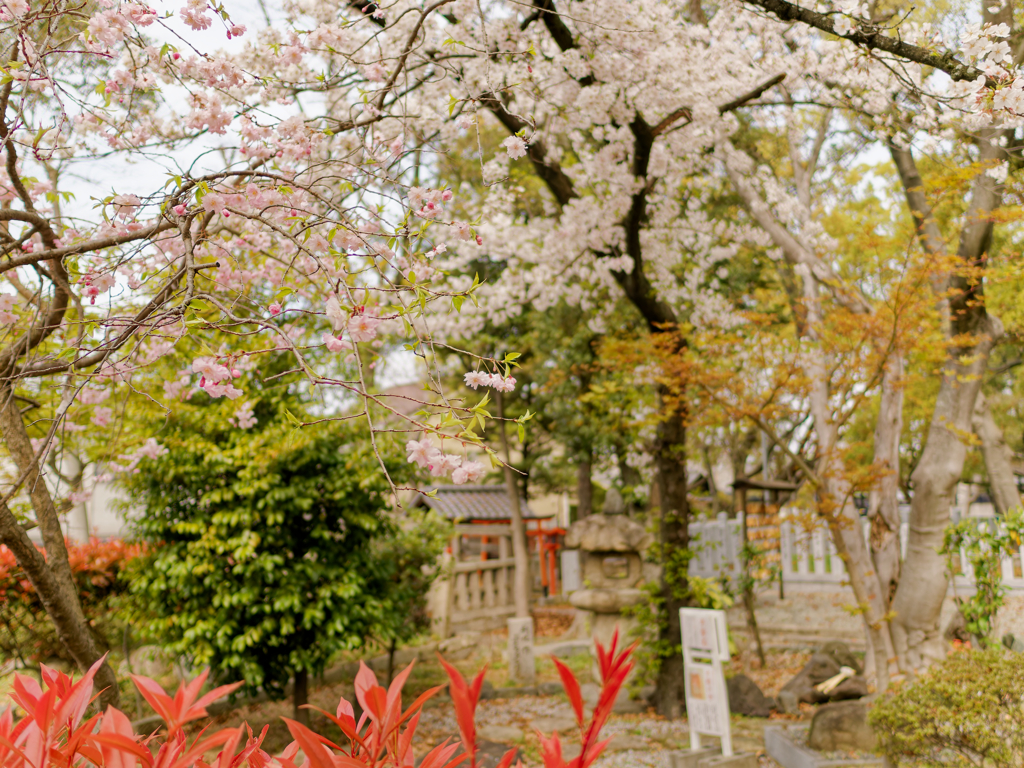 神社に咲く