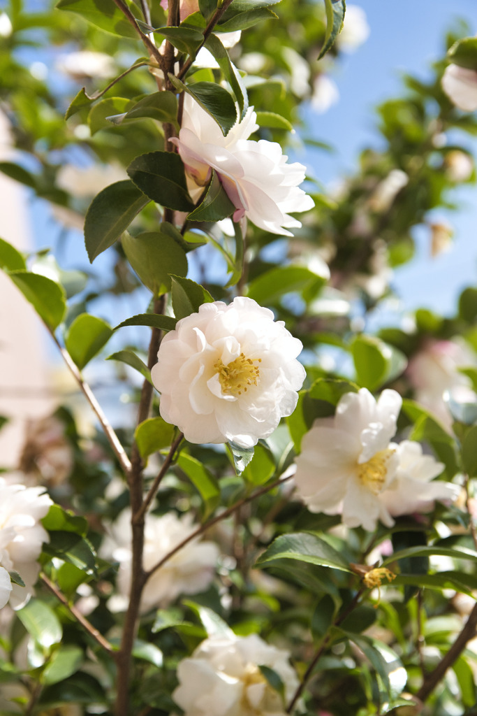 山茶花