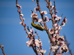 ウメジロウ