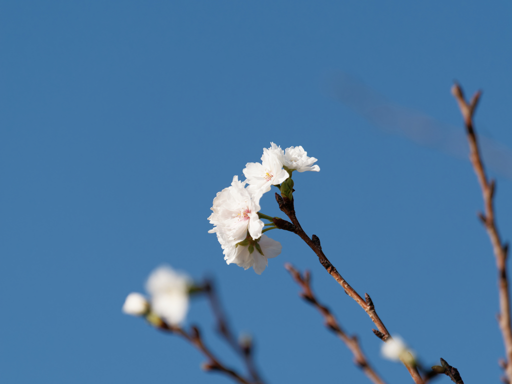 十月桜