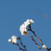 十月桜