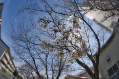 桜