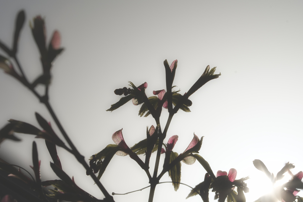 芽吹き