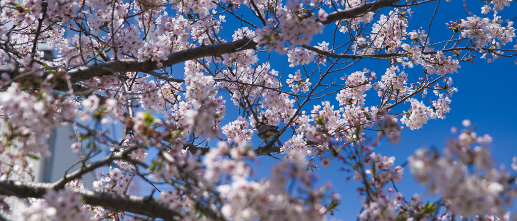 桜の中に鳥さん