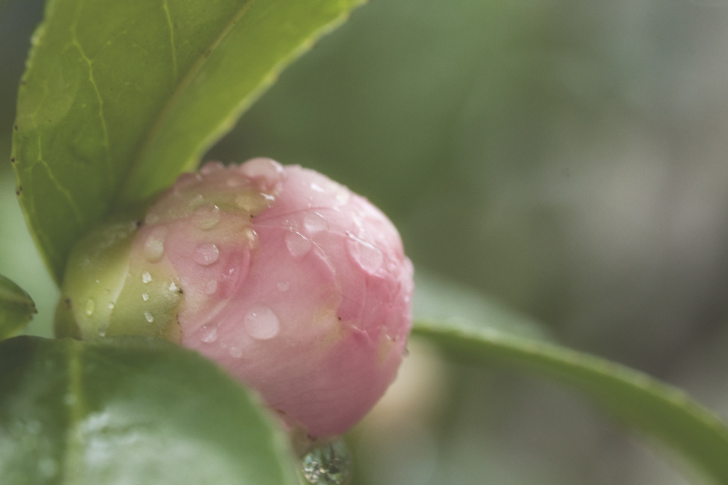 雨の止み間にて