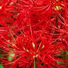 紅
