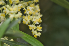 オリーブの花