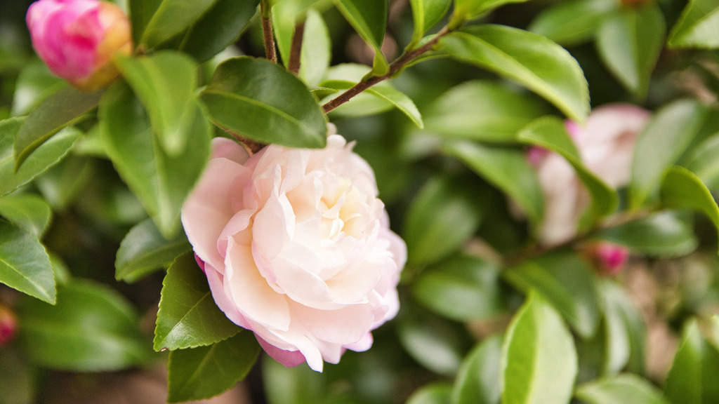 山茶花･･････かな？