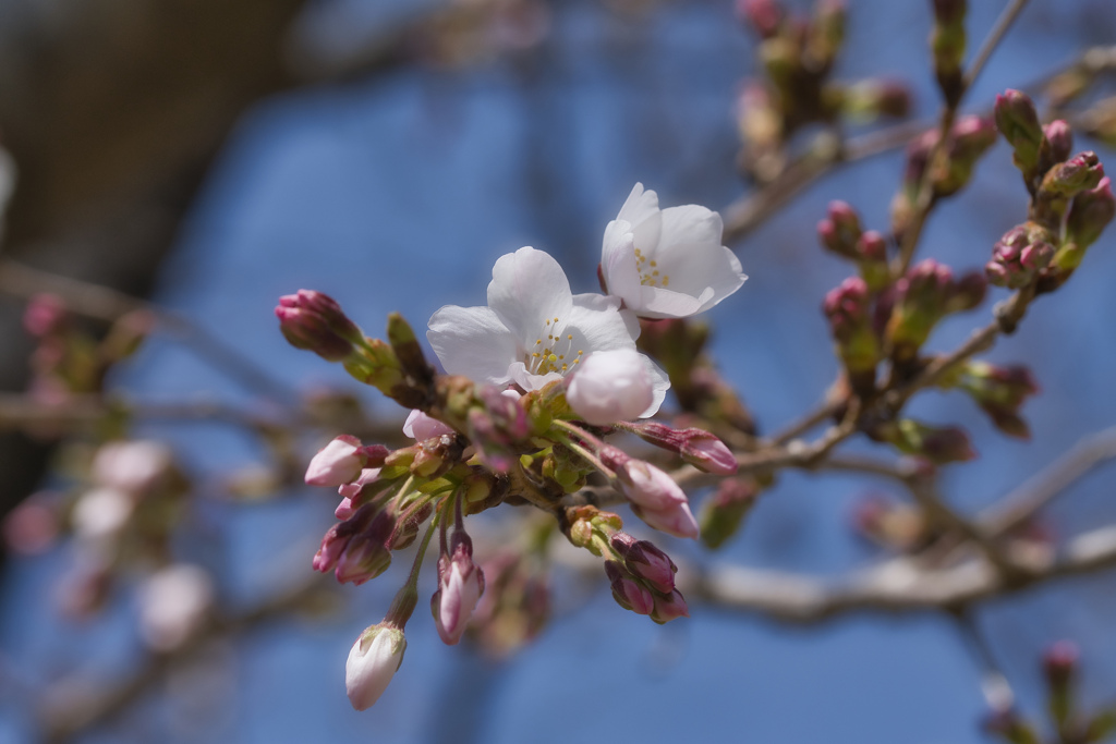 桜