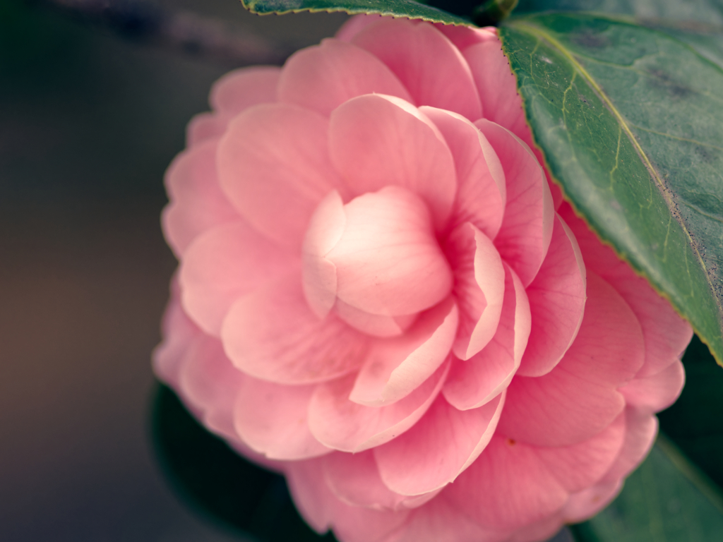 乙女の花