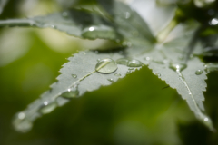 梅雨の止み間に