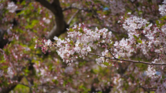葉桜も美しく