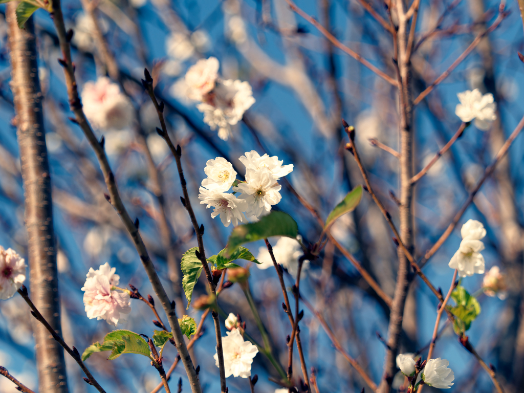 十月桜