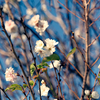 十月桜