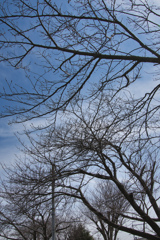 桜の樹