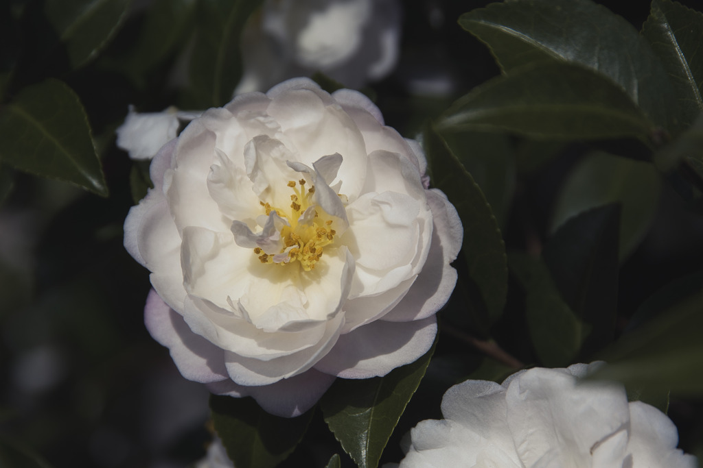 山茶花