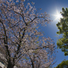 桜と空