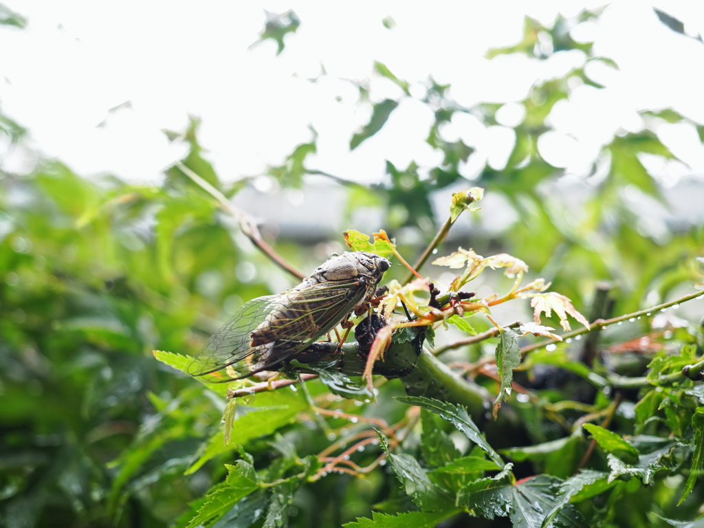 雨に濡れて　手持ちハイレゾショット
