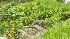 変な奴から逃げるのニャ