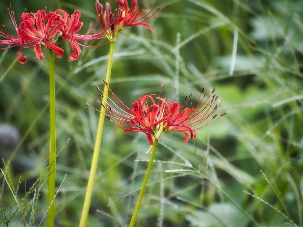 曼珠沙華