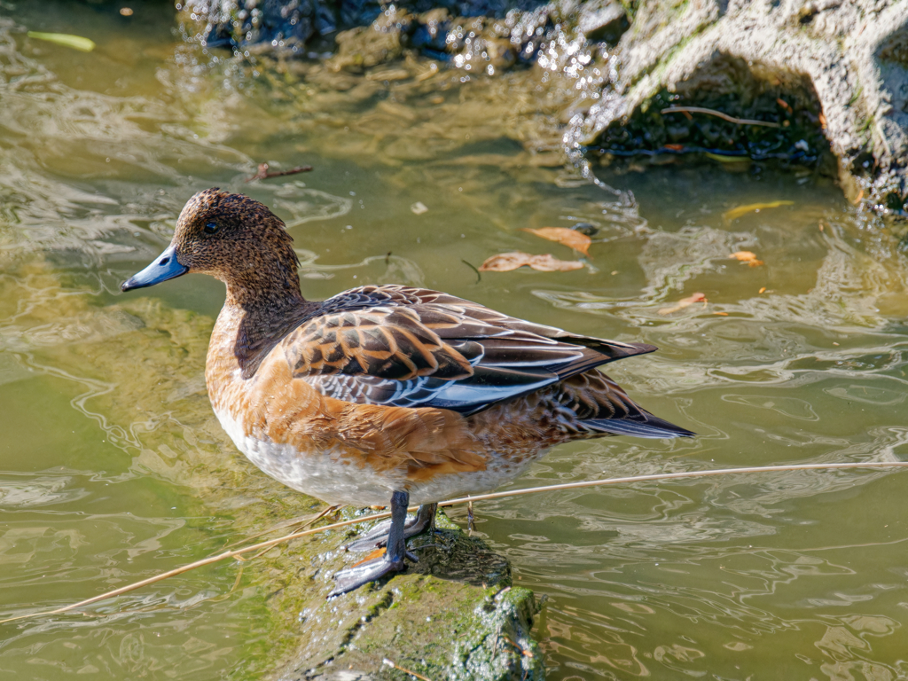 緋鳥鴨