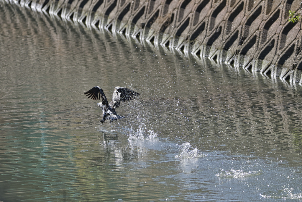 川鵜　羽ばたく